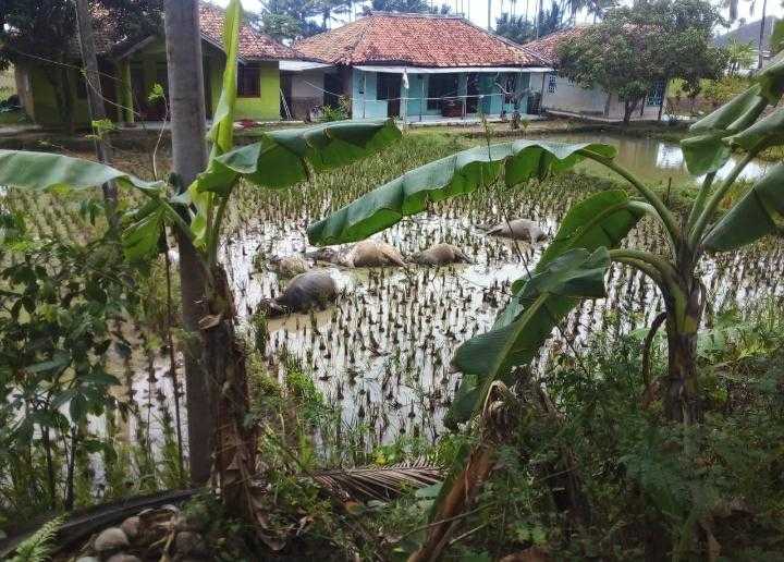 Diduga Tersengat Aliran Listrik Yang Menjuntai Ke Sawah, 1 Orang Meninggal Dan 5 Ekor Kerbau Tewas Di tempat I PojokPublik