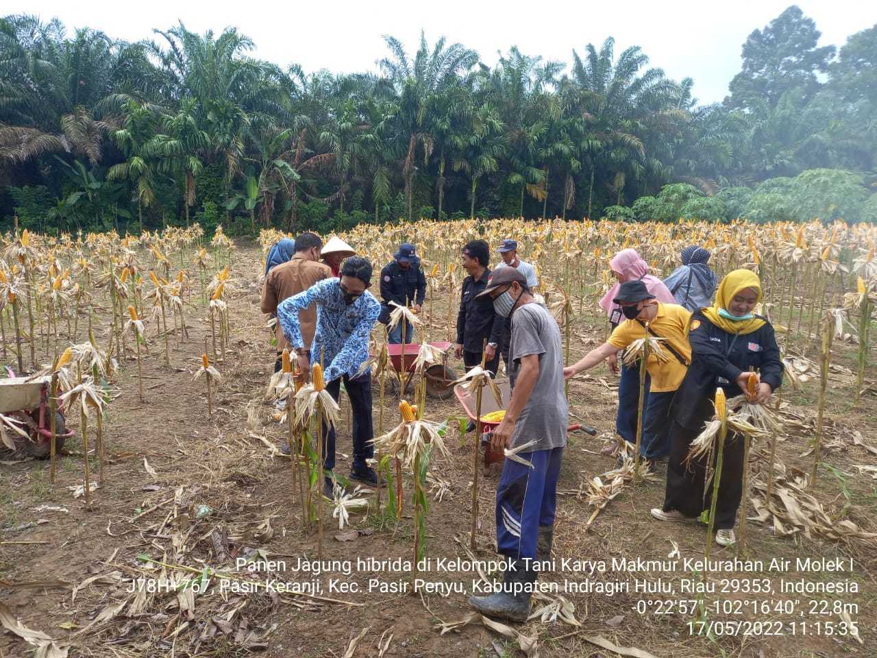 Gelar Panen Raya Jagung, Ayep Zaki Terus Bangun Ekosistem Pertanian Seluruh Indonesia I PojokPublik