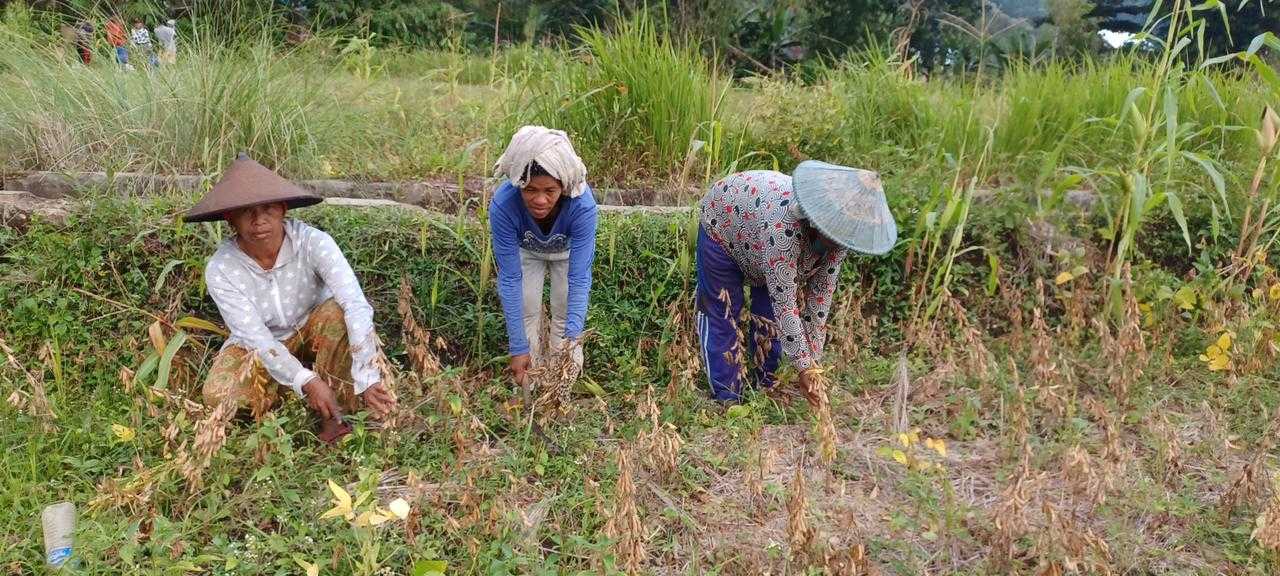 Ayep Zaki Tampung Hasil Panen Kedelai Petani Manggarai Barat NTT I PojokPublik