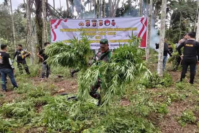 Polda Banten Hanguskan Ladang Ganja Rp 45 Miliar di Aceh I PojokPublik
