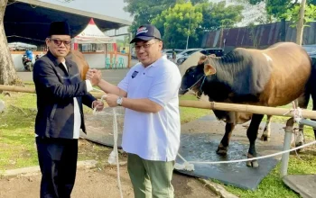 Rayakan Idul Adha 1445 H, Mahkamah Agung Kurban Puluhan Ekor Sapi 7 Rayakan Idul Adha 1445 H, Mahkamah Agung Kurban Puluhan Ekor Sapi