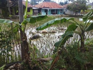 Diduga Tersengat Aliran Listrik Yang Menjuntai Ke Sawah, 1 Orang Meninggal Dan 5 Ekor Kerbau Tewas Di tempat