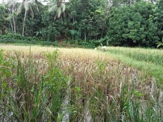 Petani Padi Cibadak Gagal Panen, Begini Penyebabnya