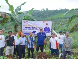 Mantap ...!!!  Zaki Kembali Tanam Pohon Jambu Kristal  Disukabumi