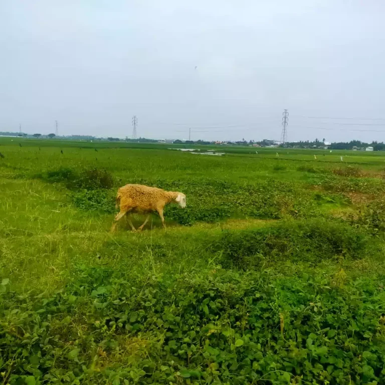 Pembebasan Lahan Oleh Pengembang Disambut Gembira