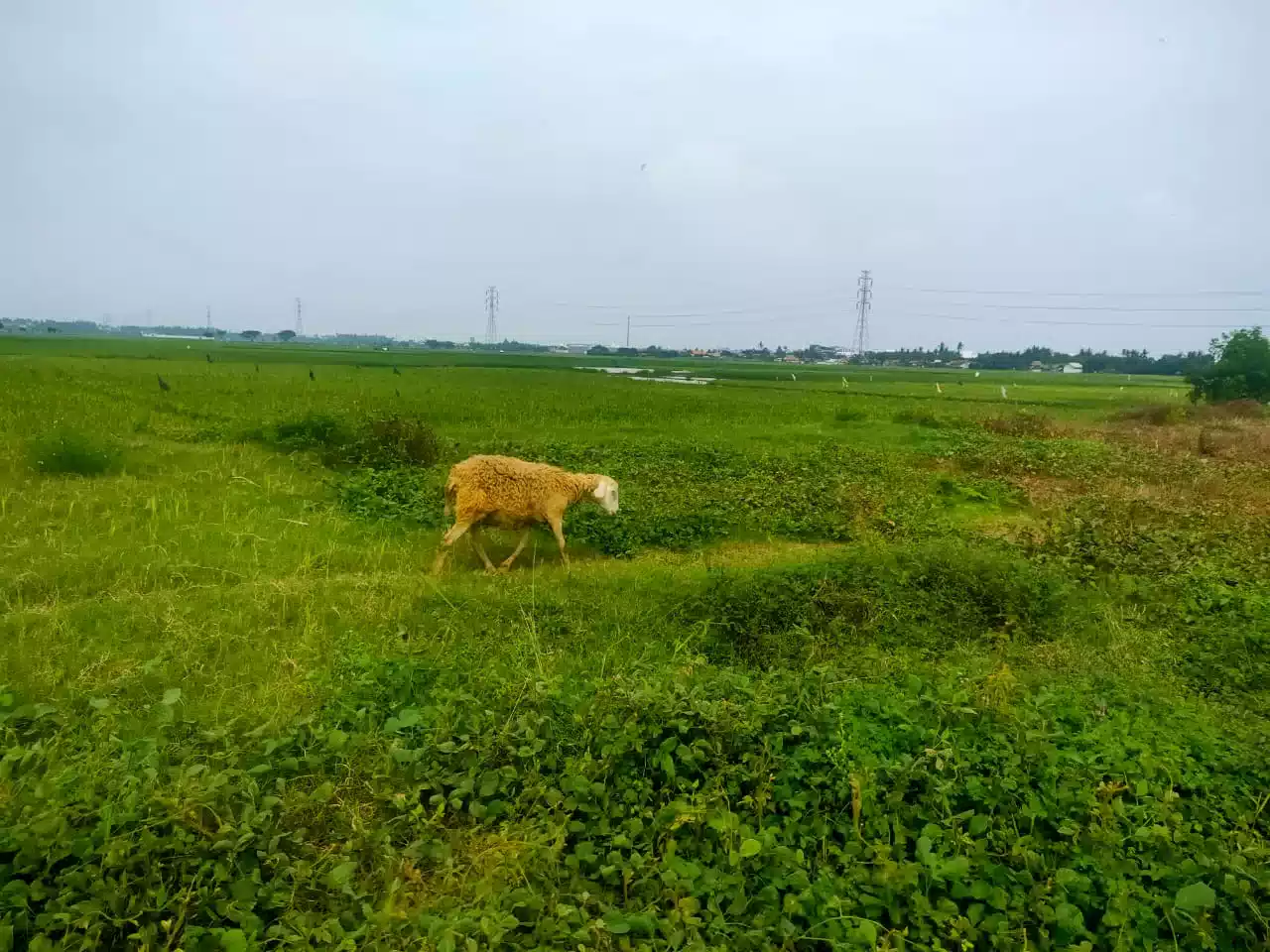 Pembebasan Lahan Oleh Pengembang Disambut Gembira 7 Pembebasan Lahan Oleh Pengembang Disambut Gembira I PojokPublik