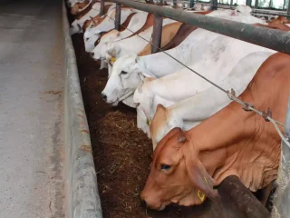 Jelang Idul Adha, ID FOOD Cegah PMK dan Jaga Stok Daging Sapi