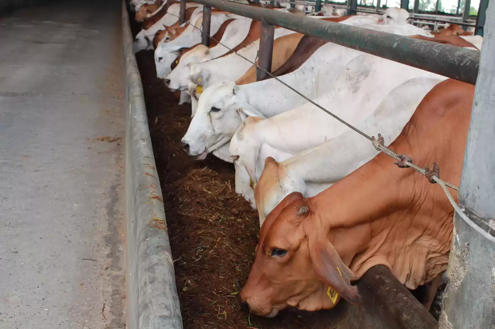 Jelang Idul Adha, ID FOOD Cegah PMK dan Jaga Stok Daging Sapi 7 Jelang Idul Adha, ID FOOD Cegah PMK dan Jaga Stok Daging Sapi I PojokPublik