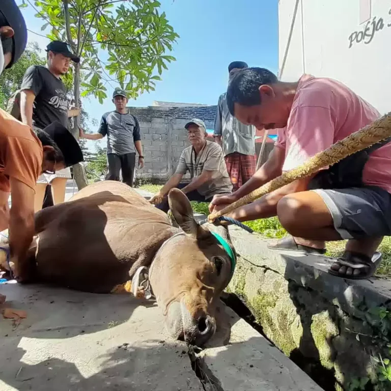 TOP…!PJPT Salurkan Bantuan Kurban ke Masyarakat