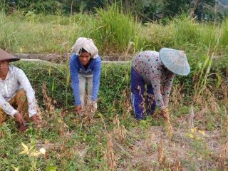 Ayep Zaki Tampung Hasil Panen Kedelai Petani Manggarai Barat NTT