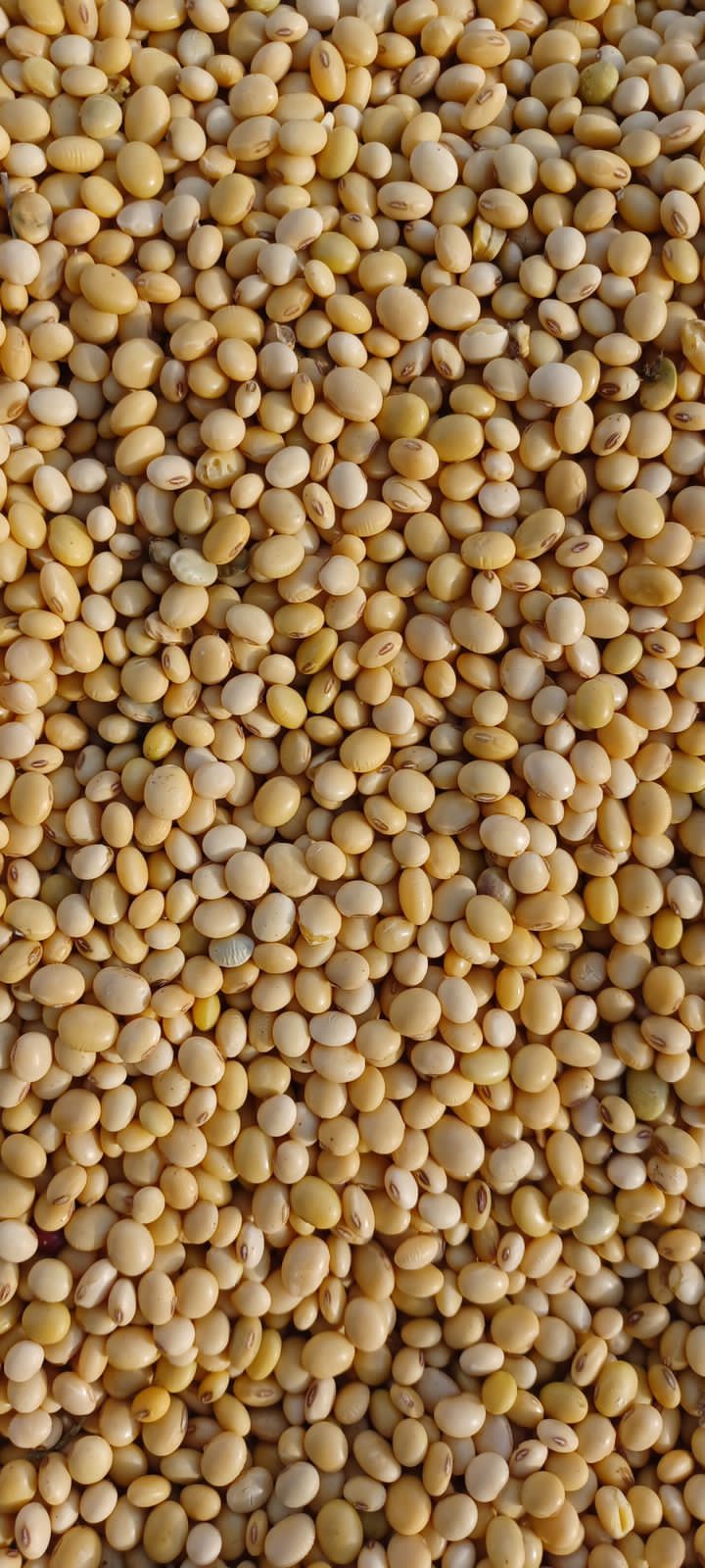 Ayep Zaki Tampung Hasil Panen Kedelai Petani Manggarai Barat NTT 2 Ayep Zaki Tampung Hasil Panen Kedelai Petani Manggarai Barat NTT I PojokPublik