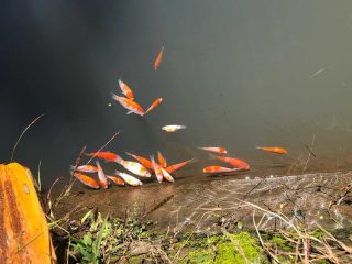 Peternak Ikan Koi Di Lombok Utara Menjerit