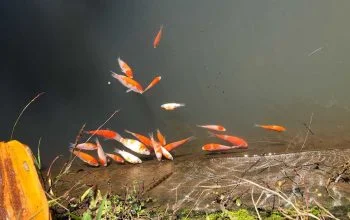 Peternak Ikan Koi Di Lombok Utara Menjerit 6 Peternak Ikan Koi Di Lombok Utara Menjerit I PojokPublik