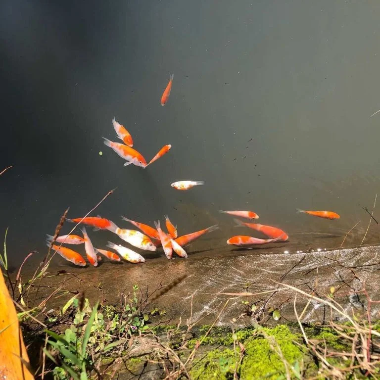 Peternak Ikan Koi Di Lombok Utara Menjerit 12 Peternak Ikan Koi Di Lombok Utara Menjerit I PojokPublik