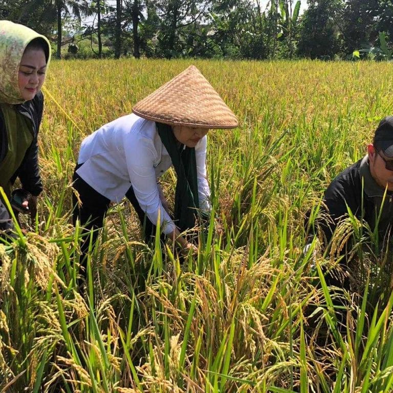 Teh Camel Hadiri Panen Raya di Cianjur