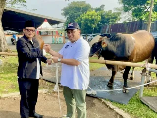 Rayakan Idul Adha 1445 H, Mahkamah Agung Kurban Puluhan Ekor Sapi
