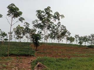 Janji 1 Juta Hektare Jagung di Pandeglang Dipertanyakan, DPRD Temukan Lahan Terbengkalai