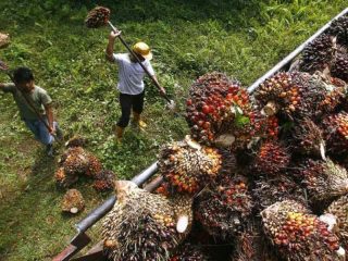 Tolak UMP Sumsel, KBBI Tuntut Upah Layak Sawit dan Karet Rp4,4 Juta di 2026