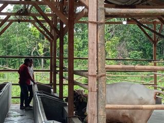 Rp350 Juta Dana Ketapang Digelontorkan untuk Penggemukan Sapi di Desa Majalama