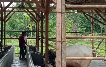 Rp350 Juta Dana Ketapang Digelontorkan untuk Penggemukan Sapi di Desa Majalama 3 Rp350 Juta Dana Ketapang Digelontorkan untuk Penggemukan Sapi di Desa Majalama I PojokPublik
