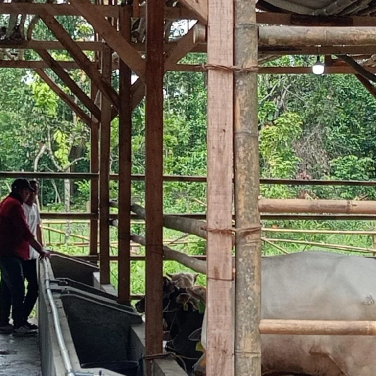 Rp350 Juta Dana Ketapang Digelontorkan untuk Penggemukan Sapi di Desa Majalama 9 Rp350 Juta Dana Ketapang Digelontorkan untuk Penggemukan Sapi di Desa Majalama I PojokPublik