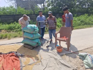 Dukung Swasembada Pangan Nasional, Bulog Lebak dan Pandeglang Serap Gabah Petani