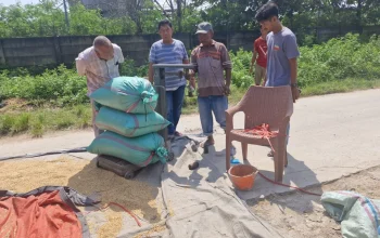 Dukung Swasembada Pangan Nasional, Bulog Lebak dan Pandeglang Serap Gabah Petani 4 Dukung Swasembada Pangan Nasional, Bulog Lebak dan Pandeglang Serap Gabah Petani I PojokPublik