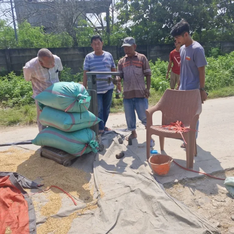 Dukung Swasembada Pangan Nasional, Bulog Lebak dan Pandeglang Serap Gabah Petani 10 Dukung Swasembada Pangan Nasional, Bulog Lebak dan Pandeglang Serap Gabah Petani I PojokPublik