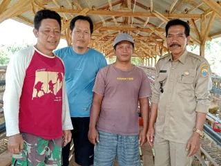 Dana Desa 2025, Cipining Fokus Usaha Ayam Petelur
