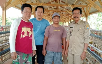 Dana Desa 2025, Cipining Fokus Usaha Ayam Petelur 4 Dana Desa 2025, Cipining Fokus Usaha Ayam Petelur I PojokPublik