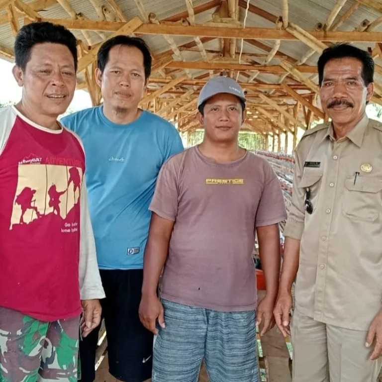 Dana Desa 2025, Cipining Fokus Usaha Ayam Petelur 10 Dana Desa 2025, Cipining Fokus Usaha Ayam Petelur I PojokPublik