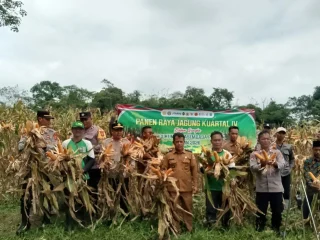 Polsek Maja Gelar Panen Raya Jagung Kuartal IV di Desa Binong