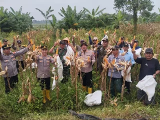 Panen 2,8 Ton Jagung di Sukamanah, Bukti Nyata Penguatan Ketahanan Pangan
