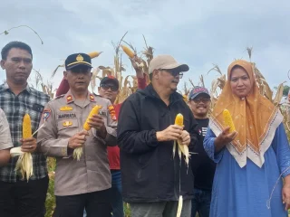 Kapolsek Kresek Pimpin Panen Jagung Hibrida di Desa Talok Kresek, Dukung Program Ketahanan Pangan