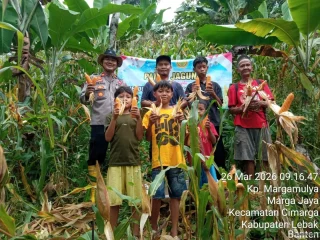 Kapolsek Cimarga Bersama Petani Panen Jagung di Desa Margajaya
