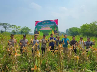 Anggota Polsek Cisoka dan Pemerintah Kecamatan Jayanti Panen Jagung Hibrida Kuartal I 2026