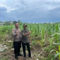 Polsek Panongan Cek Perkembangan Jagung Hibrida Program 1 Desa 2 Hektar I PojokPublik