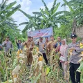 Polsek Cisoka Gelar Panen Jagung Hibrida Kuartal I 2026 di Jayanti I PojokPublik