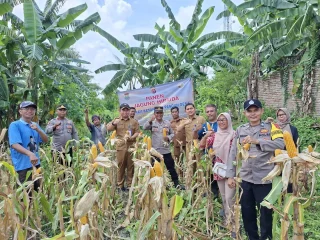 Polsek Cisoka Gelar Panen Jagung Hibrida Kuartal I 2026 di Jayanti