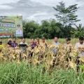 Polsek Tigaraksa Dukung Ketahanan Pangan, Panen Jagung Program 1 Desa 2 Hektar di Mekarsari I PojokPublik