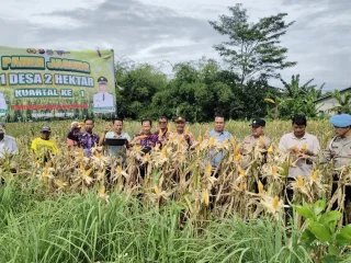 Polsek Tigaraksa Dukung Ketahanan Pangan, Panen Jagung Program 1 Desa 2 Hektar di Mekarsari