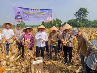 Dukung Program Ketahanan Pangan Nasional, Polsek Panongan Hadiri Panen Jagung di Desa Ranca Iyuh